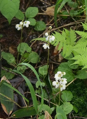 b0335256_21393777.jpg