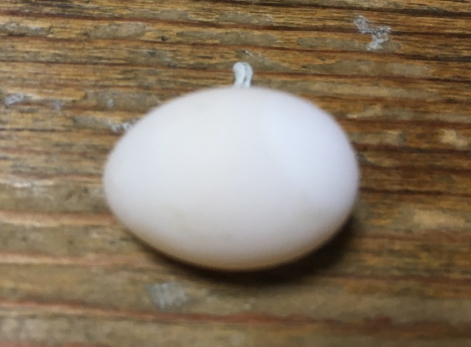e0082956_05362071.jpg