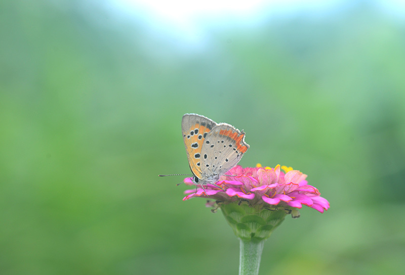 ベニシジミチョウとダリアの花_b0031558_21565926.jpg