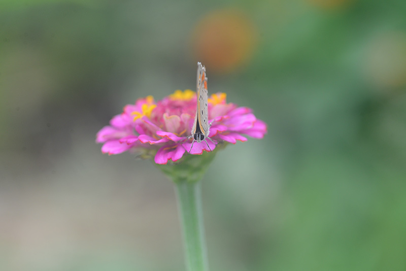 ベニシジミチョウとダリアの花_b0031558_21573596.jpg