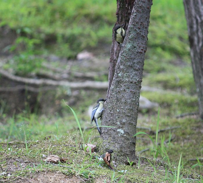 今日の鳥さん　170709（№2）_a0020763_21182704.jpg