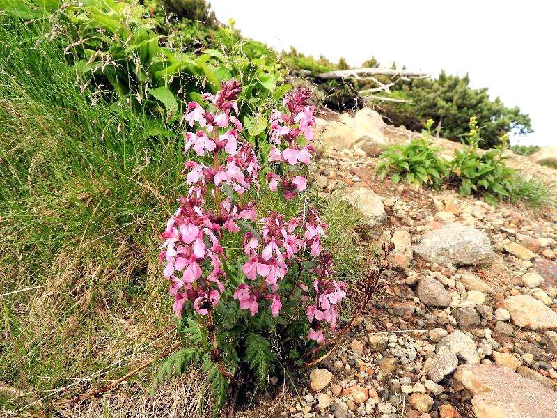 　乗鞍の高山植物　２_f0290971_8492499.jpg