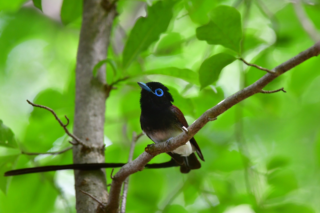 サンコウチョウ 給餌_f0053272_22015578.jpg