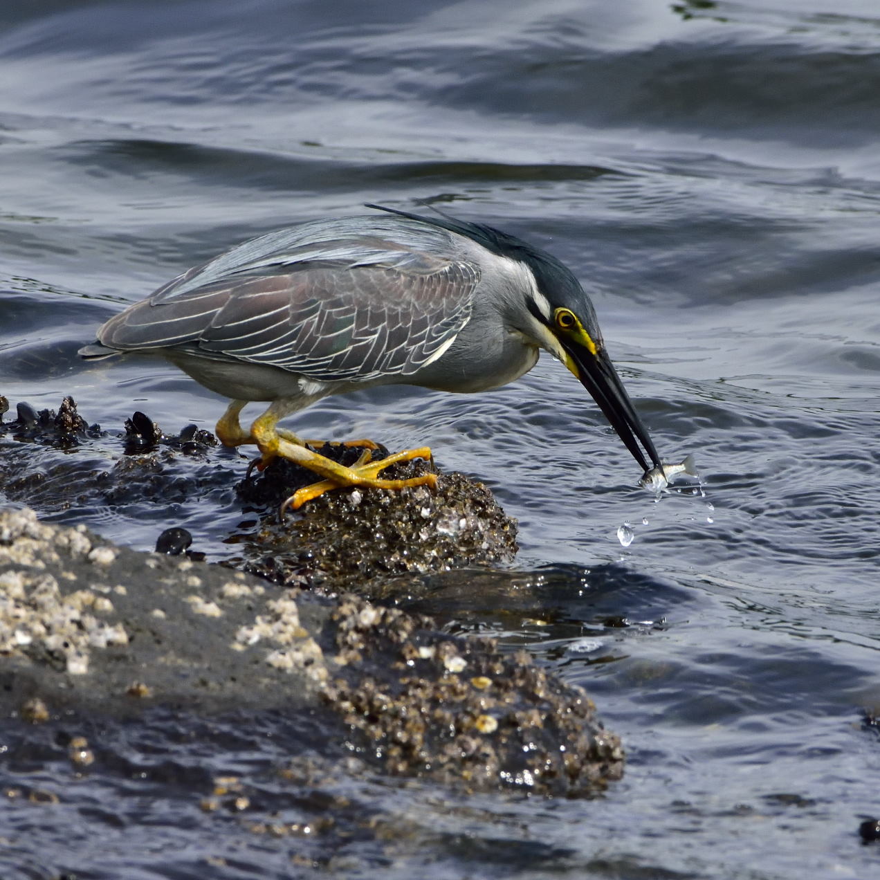 ササゴイ（笹五位）/Green-backed heron_f0365975_00122254.jpg