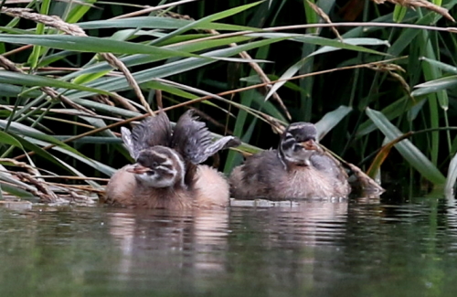 カイツブリ幼鳥_d0262476_1041180.jpg