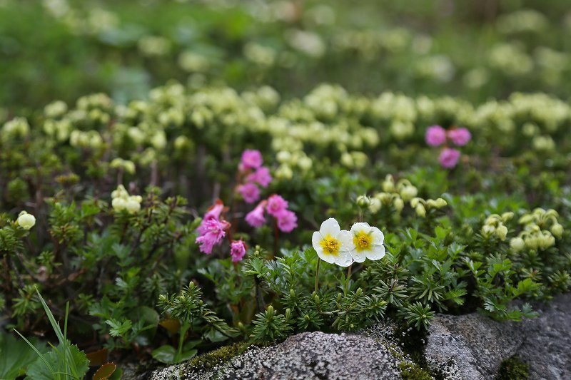 乗鞍岳・畳平の花　その3_f0000789_17451743.jpg