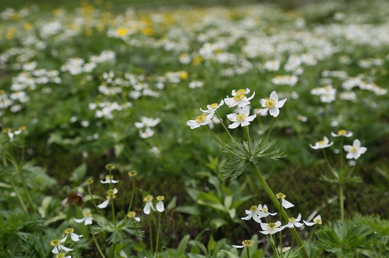 乗鞍岳・畳平の花　その3_f0000789_17451889.jpg