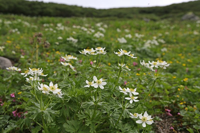 乗鞍岳・畳平の花　その3_f0000789_22173259.jpg