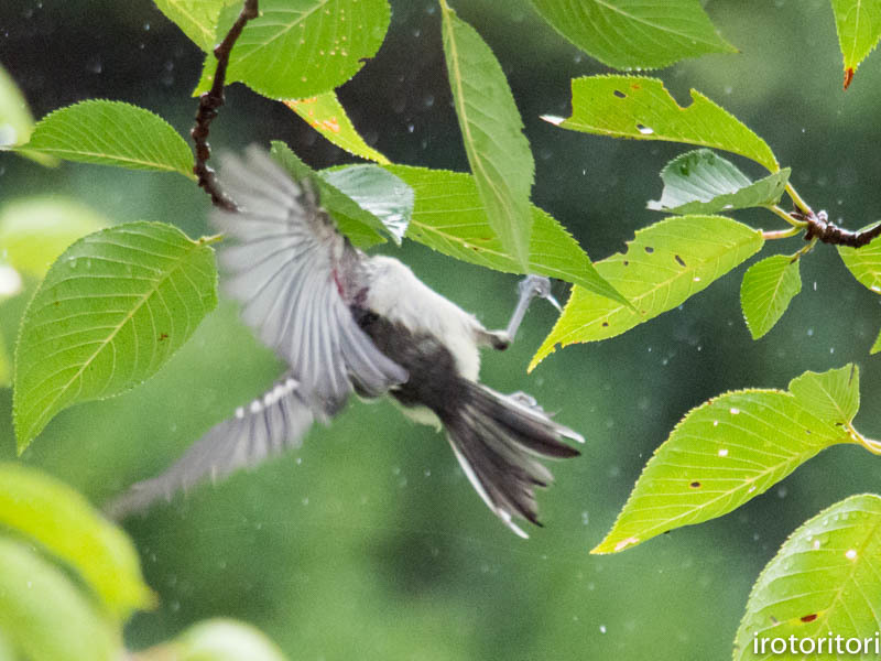 雨にも負けず〜！！　　（シジュウカラ）　　2017/08/02_d0146592_22032088.jpg