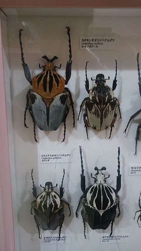 倉敷市立自然史博物館 : 日々是絵手紙 倉敷市立自然史博物館 : 日々是絵手紙