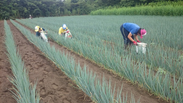 バガス堆肥撒き・農福連携ネギ畑除草・農機具掃除_e0270198_16592793.jpg