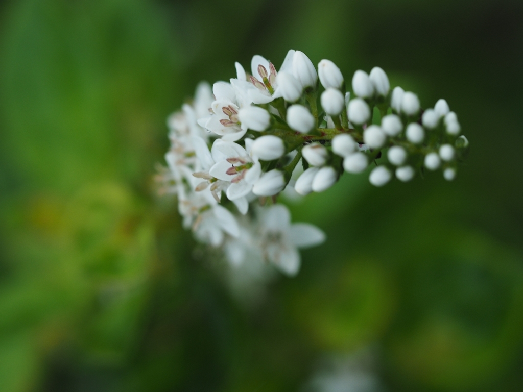 榛名山沼ノ原の花_f0224100_21210050.jpg