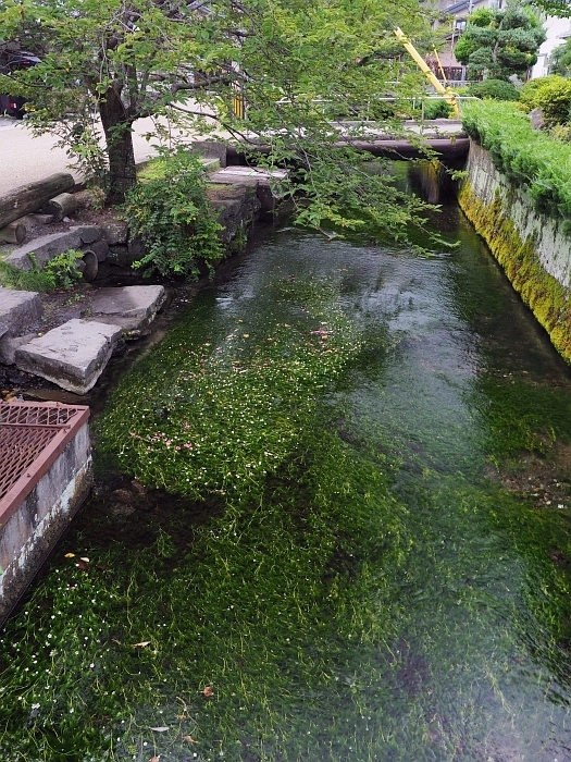 醒井 地蔵川の梅花藻 17 いわしののんびり遊泳 ｖｏｌ ２