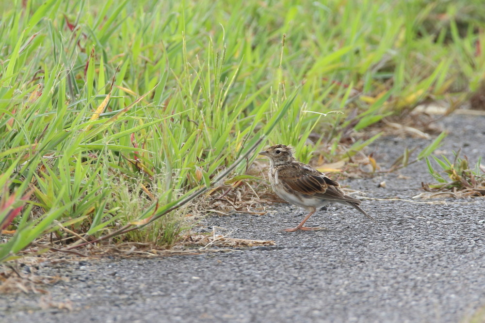 今日の鳥見（2017年8月3日）_f0235311_16075335.jpg