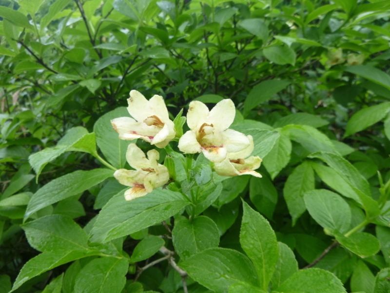 花の百名山　富良野岳 (1,912.1M)  　山頂を目指す　NO 1_d0170615_13254807.jpg