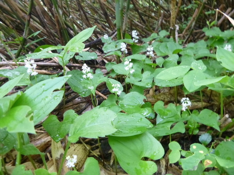 花の百名山　富良野岳 (1,912.1M)  　山頂を目指す　NO 1_d0170615_13260428.jpg