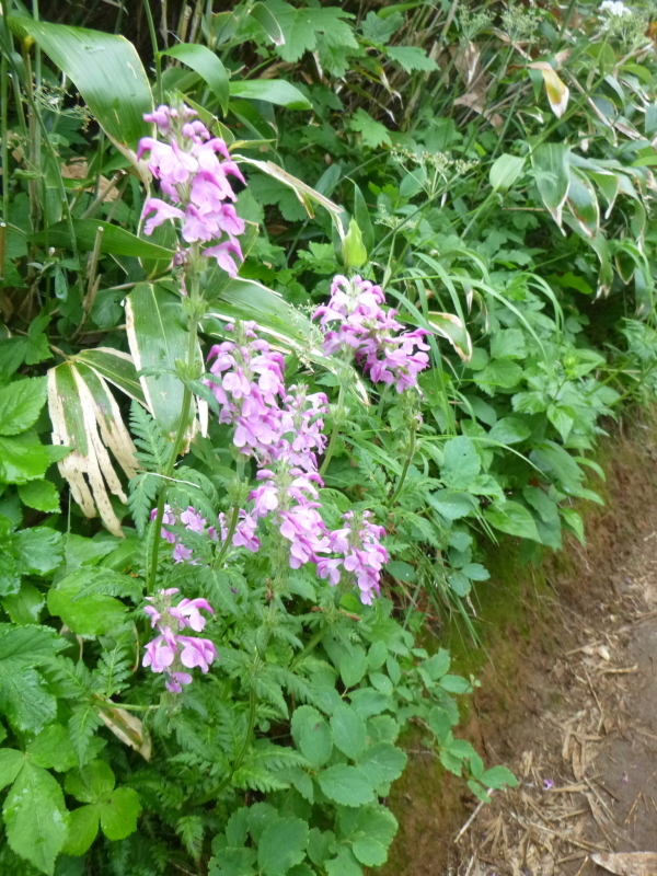 花の百名山　富良野岳 (1,912.1M)  　山頂を目指す　NO 1_d0170615_13263432.jpg