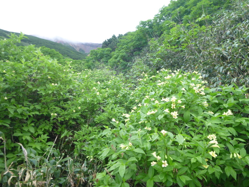 花の百名山　富良野岳 (1,912.1M)  　山頂を目指す　NO 1_d0170615_13270185.jpg