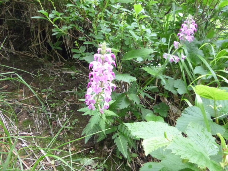 花の百名山　富良野岳 (1,912.1M)  　山頂を目指す　NO 1_d0170615_13273933.jpg