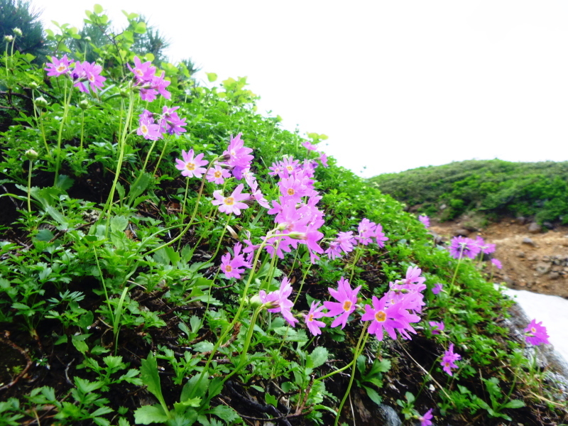 花の百名山　富良野岳 (1,912.1M)  　山頂を目指す　NO 1_d0170615_13274825.jpg