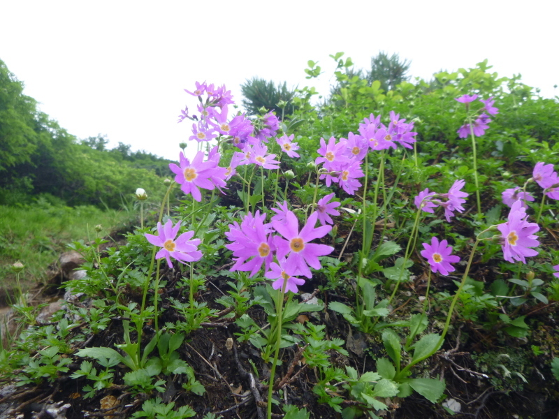 花の百名山　富良野岳 (1,912.1M)  　山頂を目指す　NO 1_d0170615_13275544.jpg