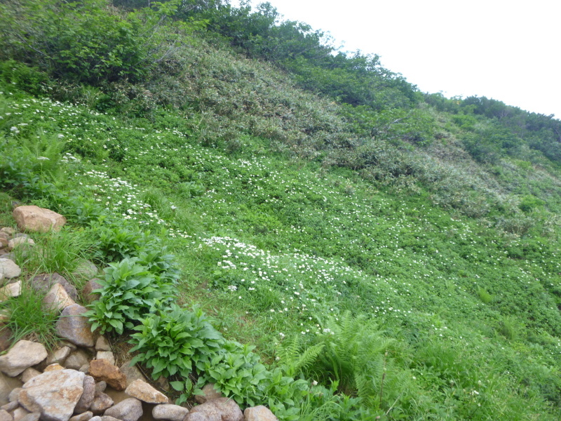 花の百名山　富良野岳 (1,912.1M)  　山頂を目指す　NO 1_d0170615_13281457.jpg