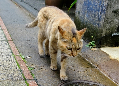 四季通りのねこ（宮崎県宮崎市）_c0219820_23165711.jpg