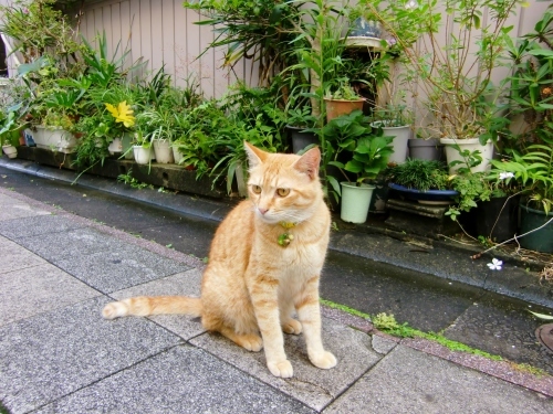 四季通りのねこ（宮崎県宮崎市）_c0219820_23171242.jpg