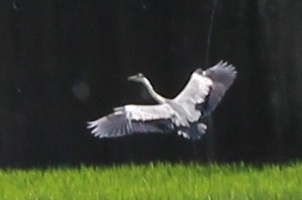 c0280322_21400101.jpg