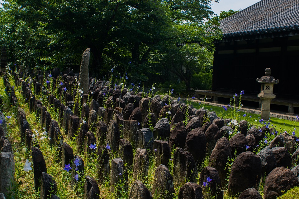 奈良・元興寺～石仏の間に咲く桔梗 - 鏡花水月