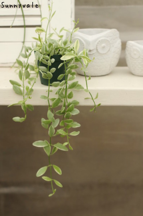しだれて涼し気 観葉植物 さにべるスタッフblog Sunny Day S Garden しだれて涼し気 観葉植物 さにべるスタッフblog Sunny Day S Garden