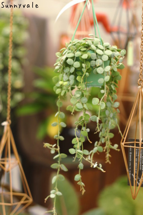 しだれて涼し気 観葉植物 さにべるスタッフblog Sunny Day S Garden しだれて涼し気 観葉植物 さにべるスタッフblog Sunny Day S Garden