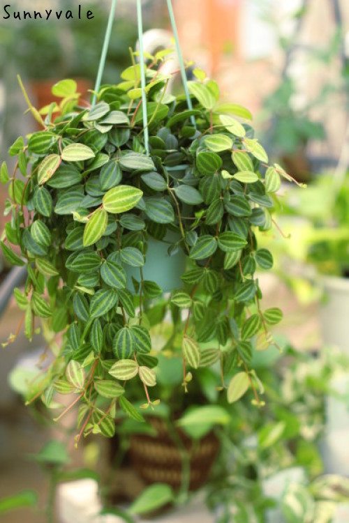 しだれて涼し気 観葉植物 さにべるスタッフblog Sunny Day S Garden しだれて涼し気 観葉植物 さにべるスタッフblog Sunny Day S Garden