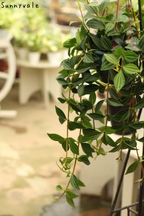 しだれて涼し気 観葉植物 さにべるスタッフblog Sunny Day S Garden しだれて涼し気 観葉植物 さにべるスタッフblog Sunny Day S Garden