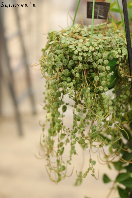 しだれて涼し気 観葉植物 さにべるスタッフblog Sunny Day S Garden しだれて涼し気 観葉植物 さにべるスタッフblog Sunny Day S Garden