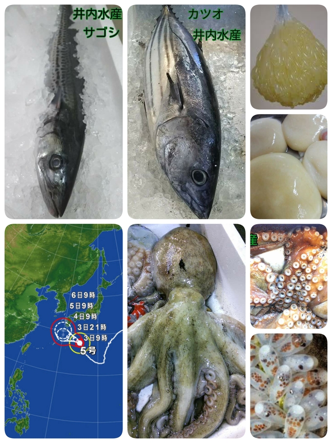 タコ旬 魚情報