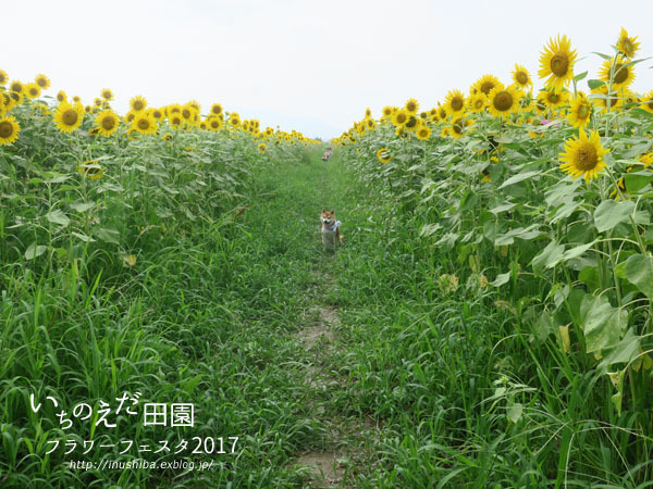 柴犬とひまわり_a0286855_06064116.jpg