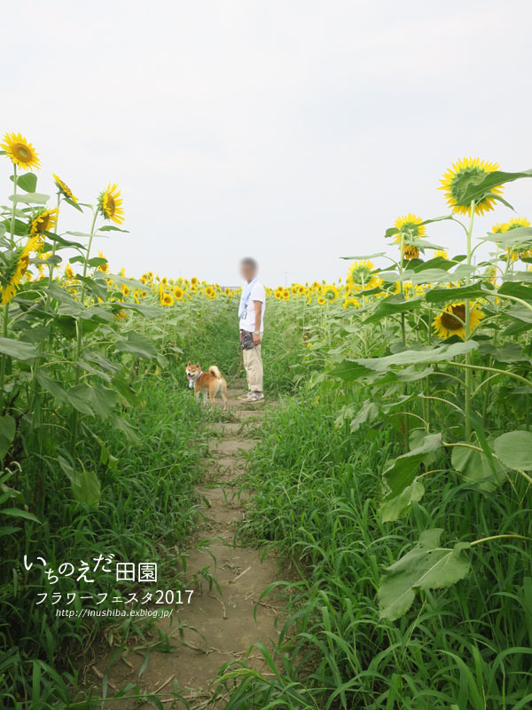 柴犬とひまわり_a0286855_06064613.jpg