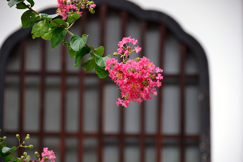 永観堂・夏の花は百日紅_c0317868_17220702.jpg