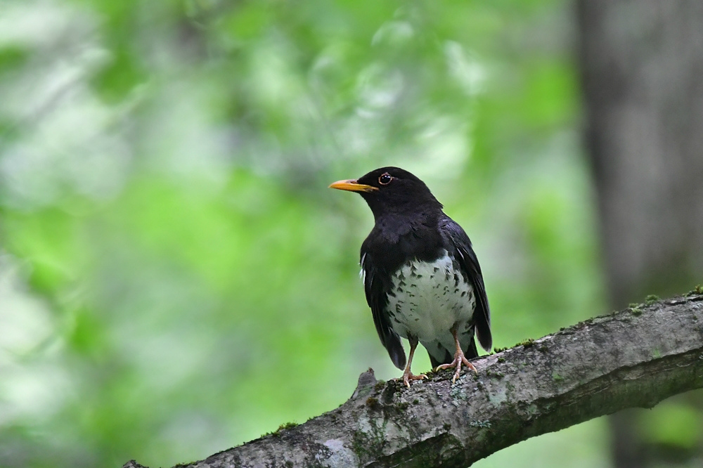 クロツグミ 雄と雌?_f0053272_21334998.jpg
