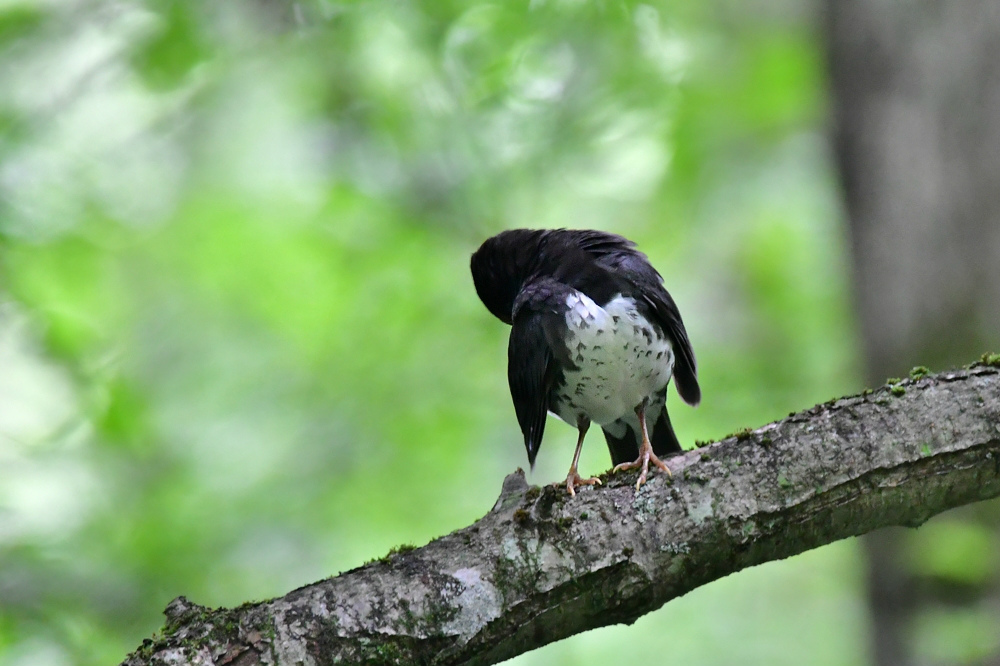クロツグミ 雄と雌?_f0053272_21342015.jpg