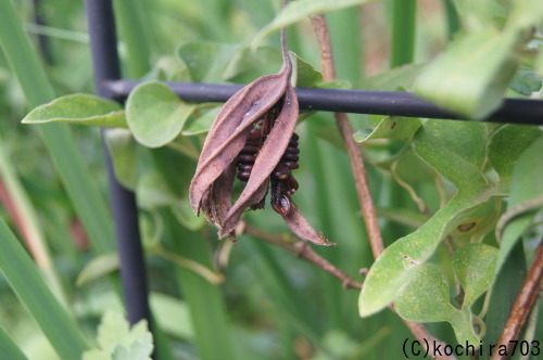 アリマノウマノスズクサの実 風の通る庭 アリマノウマノスズクサの実 風の通る庭
