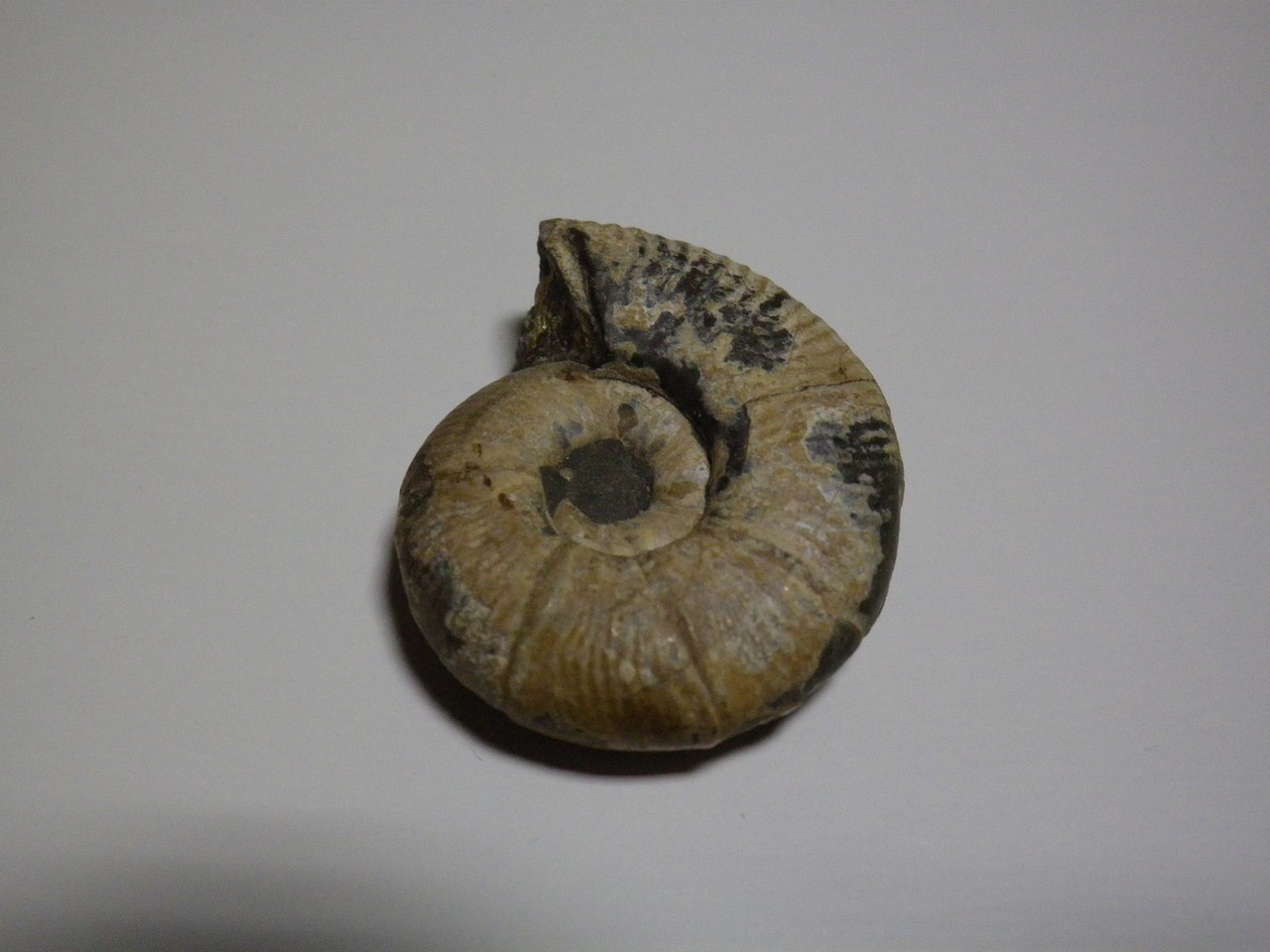 今日は古生物 化石 でも 自然風の自然風だより 今日は古生物 化石 でも 自然風の自然風だより