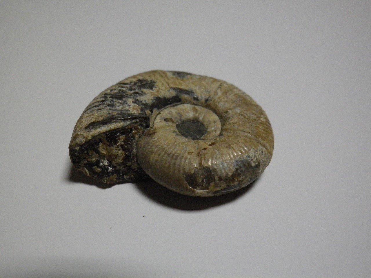 今日は古生物 化石 でも 自然風の自然風だより 今日は古生物 化石 でも 自然風の自然風だより