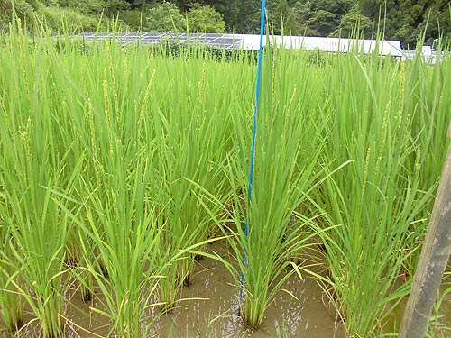 8月3日の田んぼ(月光原小・西根小)_d0247484_12595284.jpg