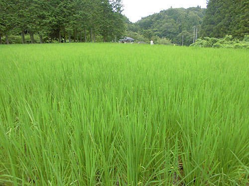 8月3日の田んぼ(月光原小・西根小)_d0247484_1514683.jpg