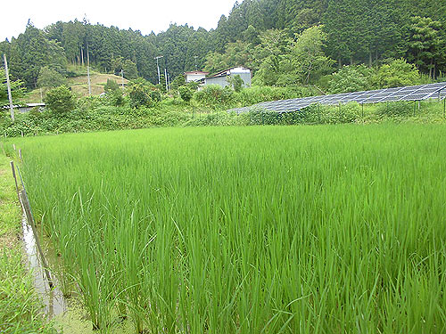 8月3日の田んぼ(月光原小・西根小)_d0247484_1521466.jpg