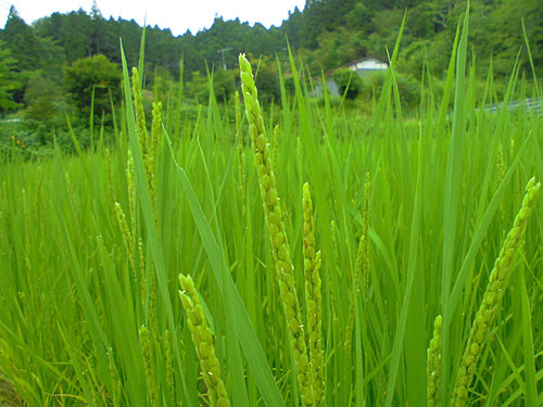 8月3日の田んぼ(月光原小・西根小)_d0247484_1542237.jpg