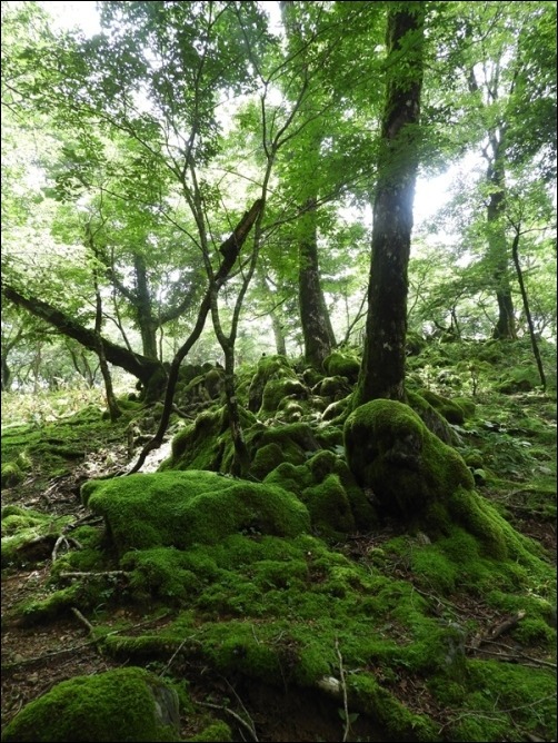 今季３回目の白鳥山へ_f0357487_16275333.jpg