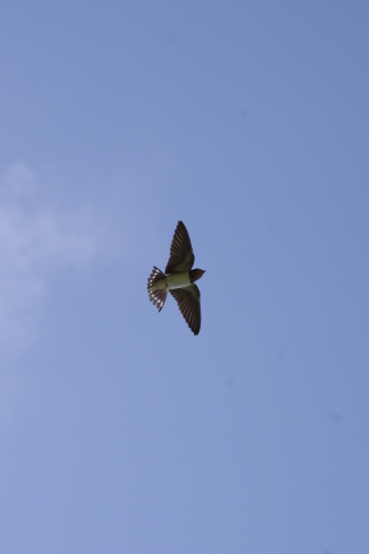 c0337494_17282915.jpg